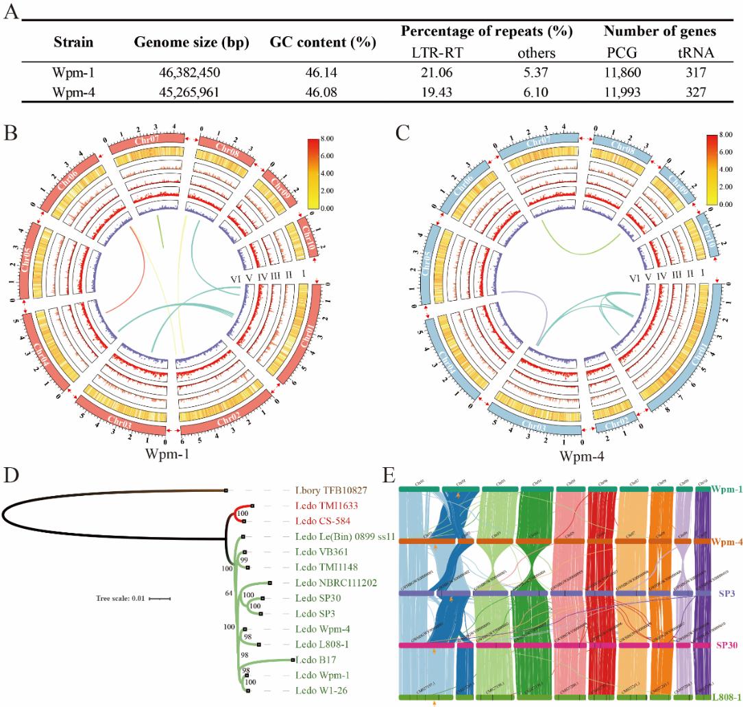 香菇Wpm-1和Wpm-4菌株基因组组装概况