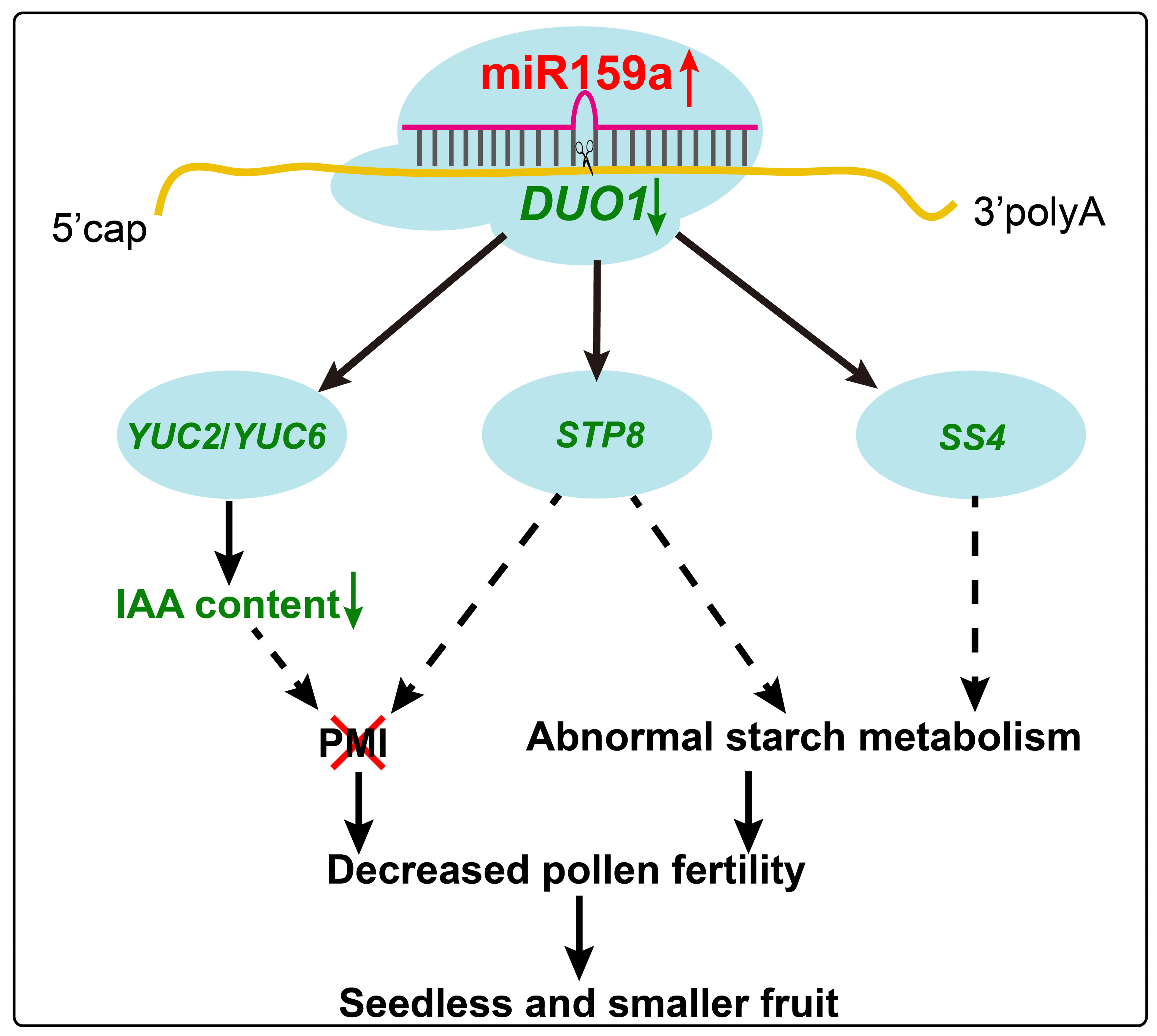 图1 miR159a-DUO1模块调控柑橘花粉发育的模示图